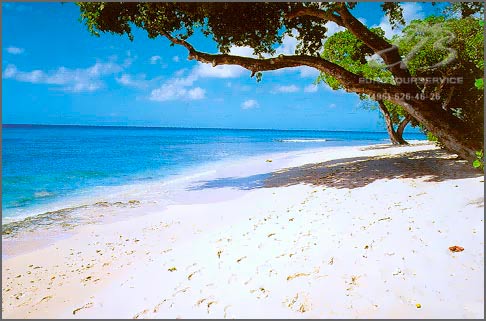 Mahogany Pod, О-ва Карибского бассейна, о.Барбадос. Нажмите для увеличения изображения.